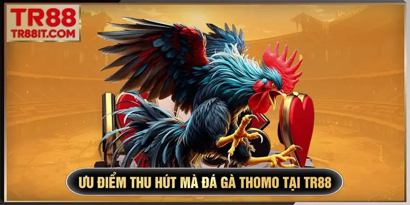 Ưu điểm thu hút mà đá gà Thomo tại TR88 