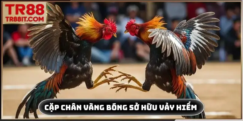 Cặp chân vàng bóng sở hữu vảy hiếm