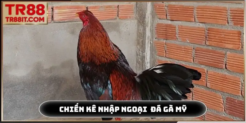 Chiến kê nhập ngoại tham gia đá gà Mỹ