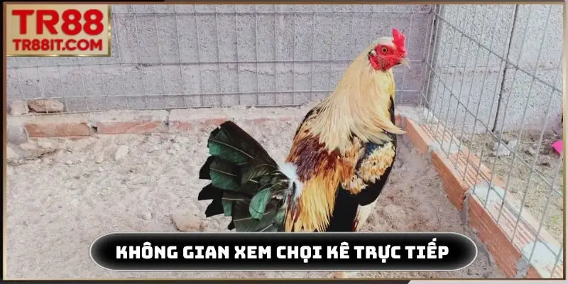 Không gian xem chọi kê trực tiếp sôi động