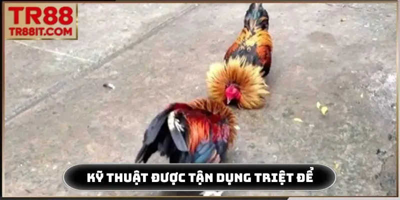 Kỹ thuật thi đấu được tận dụng triệt để
