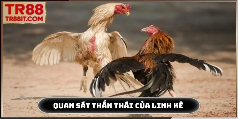 Quan sát thần thái của linh kê